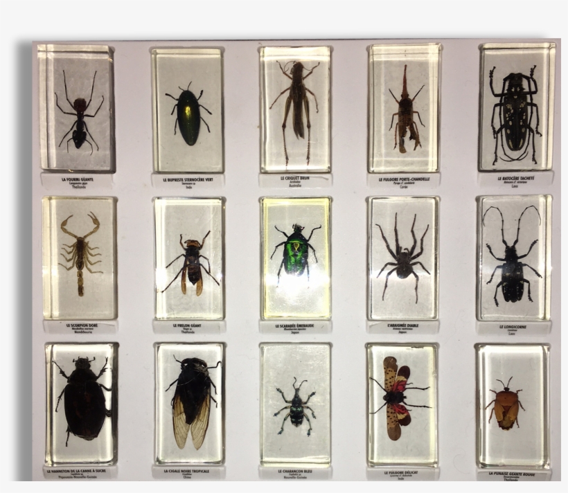 Insect, transparent png #5844284