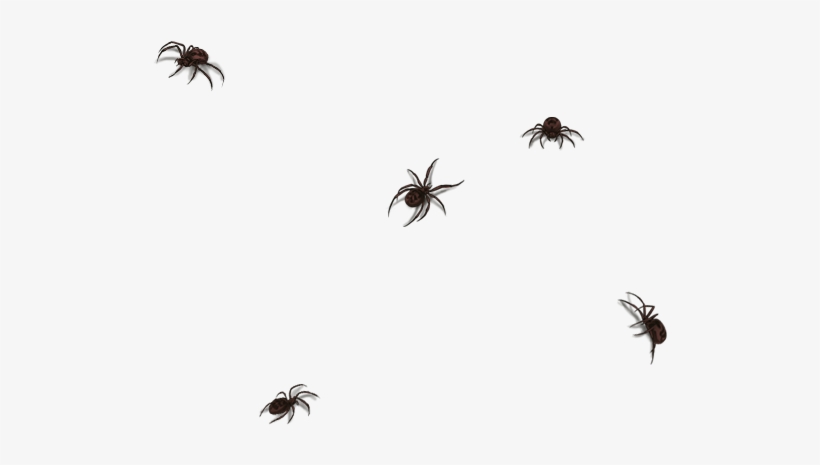 Wolf Spider, transparent png #5844663