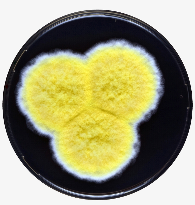 Aspergillus Caperatus Yes - Heart, transparent png #5845622
