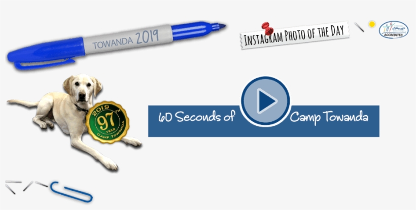 Camp Towanda Background Bits Pre Load - Dog Catches Something, transparent png #5846392