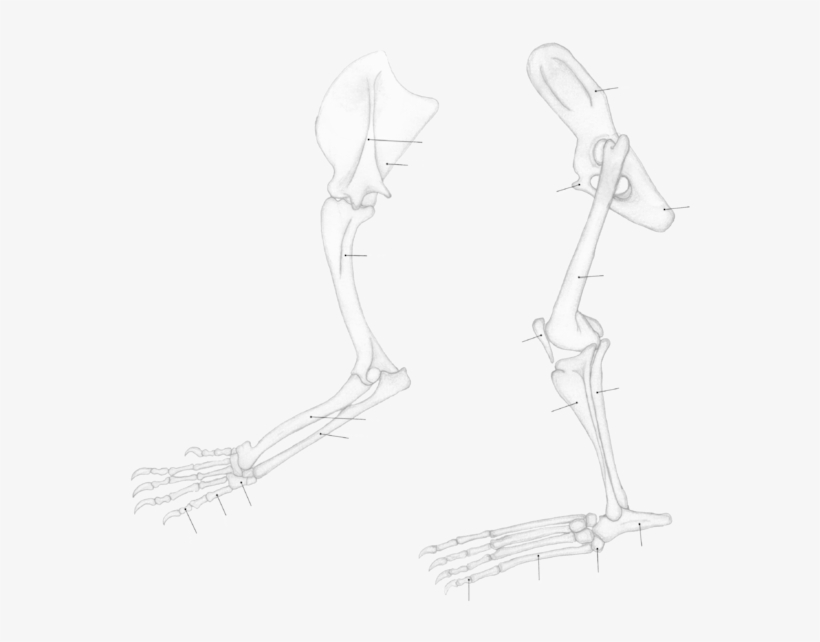 Panthera Leo Limbs - Lion, transparent png #5847611