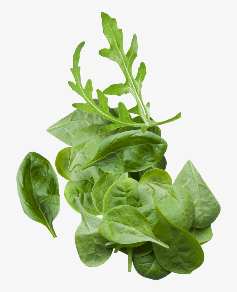 Salad Rocket And Spinach Baby Leaves - ประโยชน์ ของ กระ เพรา, transparent png #5847872