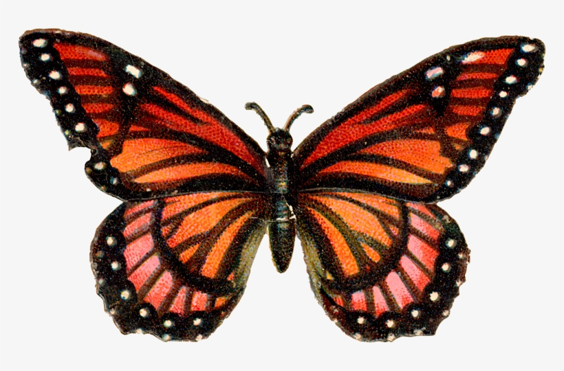 Visit - Orange Pink Butterfly Mug, transparent png #5848111