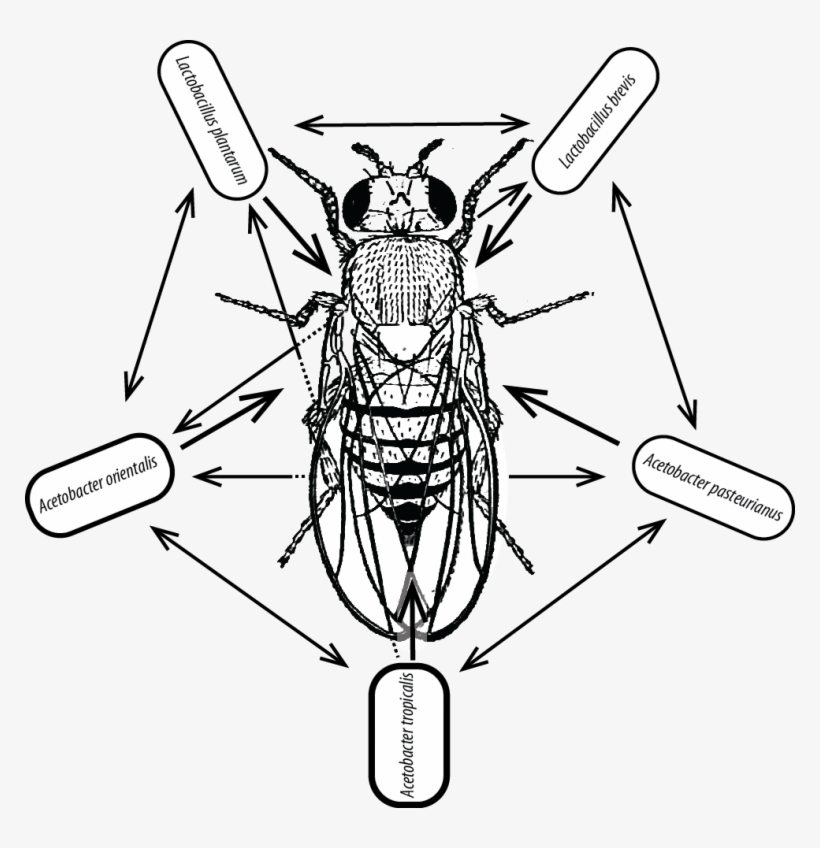 Current Projects - Superman, transparent png #5848573