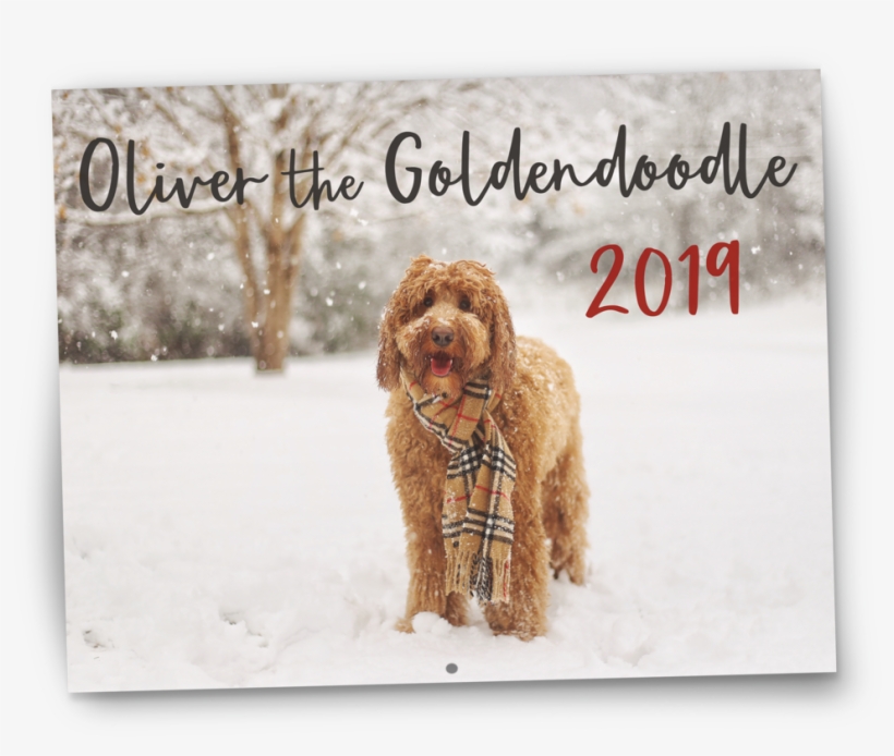 Oliver The Goldendoodle 2019 Wall Calendar - Calendar, transparent png #5853004