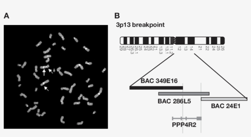 A) Fish Using Bacterial Artificial Chromosome (bac) - Diagram, transparent png #5853434