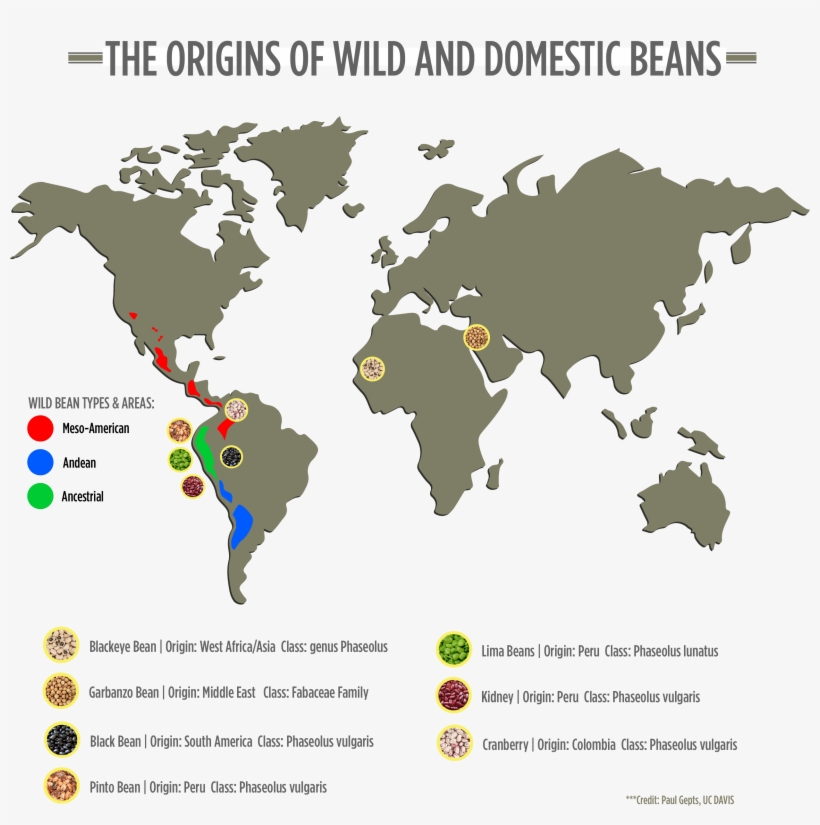 Map Of Beans - World Map Green Transparent, transparent png #5856062