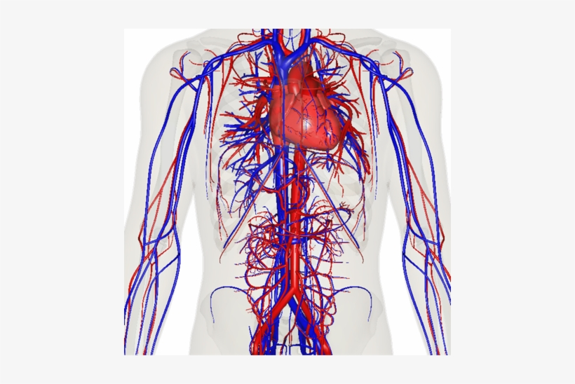 Screen 2 On Flowvella - Human Cardiovascular System 3d, transparent png #5856733