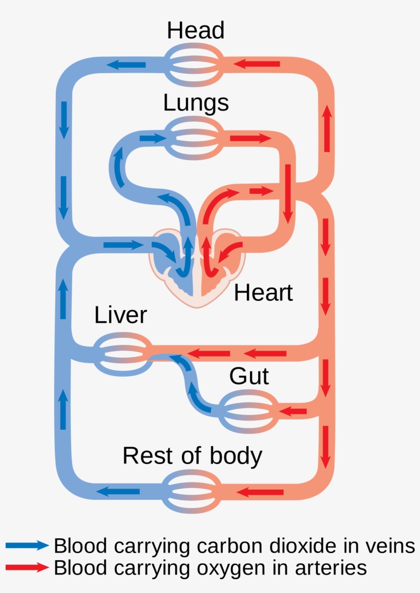 Open - Keuhkoverenkierto Ja Iso Verenkierto, transparent png #5856861