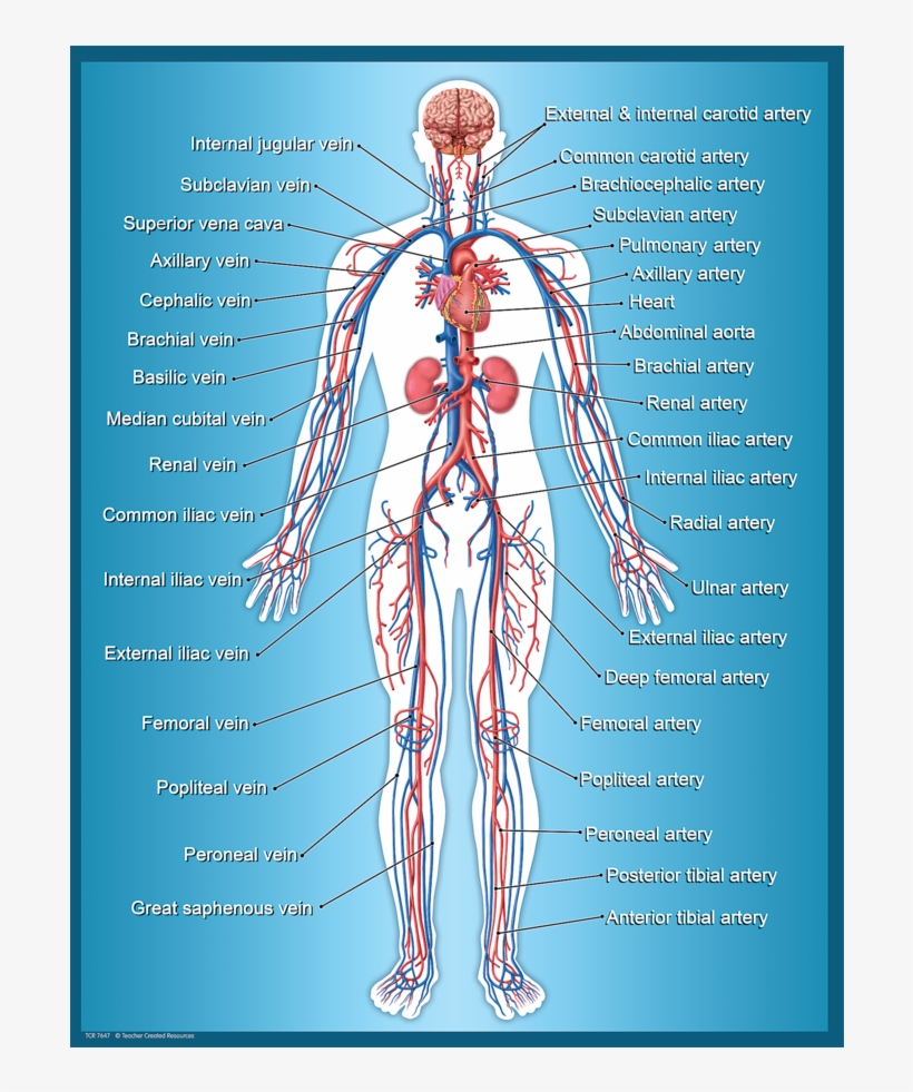 Tcr7647 Circulatory System Chart Image - Circulatory System Chart By Teacher Created Resources, transparent png #5856997