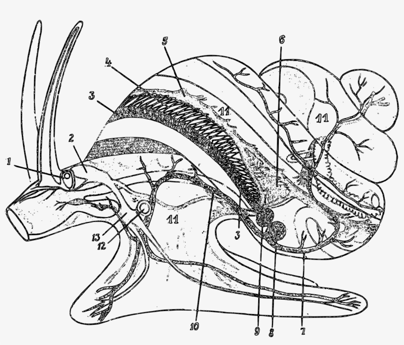 Viviparus Contectus Circulatory System - Viviparus Contectus, transparent png #5857063