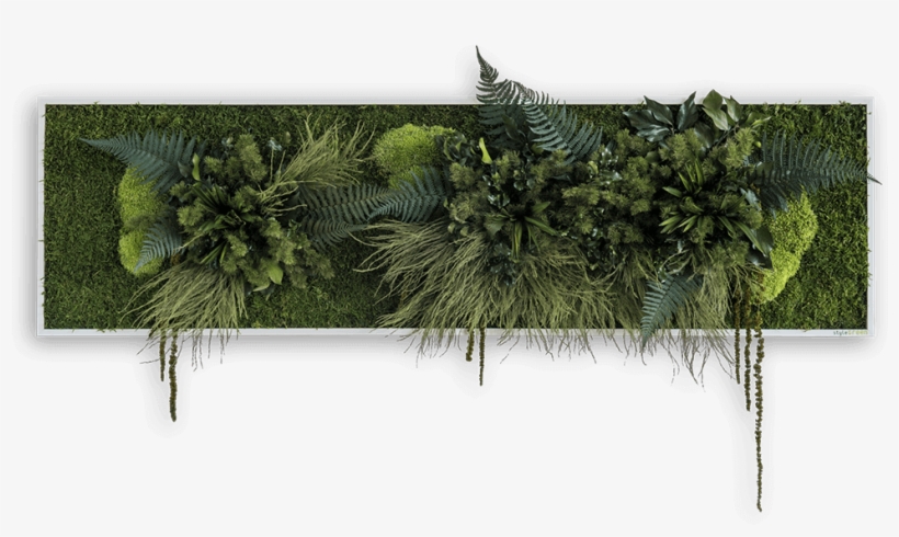 Green Wall Picture With Plants Sized 140 X 40 Cm Natural - Style Green Pflanzenbilder, transparent png #5857421