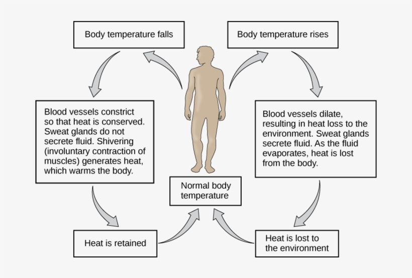 Control Of Body Temperature - Negative Feedback Loop Body Temperature, transparent png #5857525