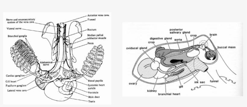 Hapalochlaena Fasciata Blue Lined Octopus Cardiovascular - Octopus Circulatory System Diagram, transparent png #5857834