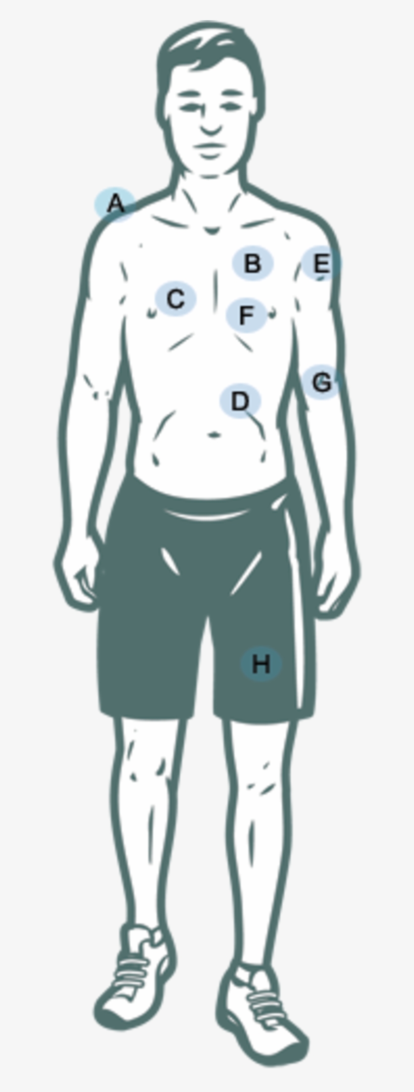 Circulatory System Pliable Capillaries And Cell Walls - Illustration, transparent png #5858197