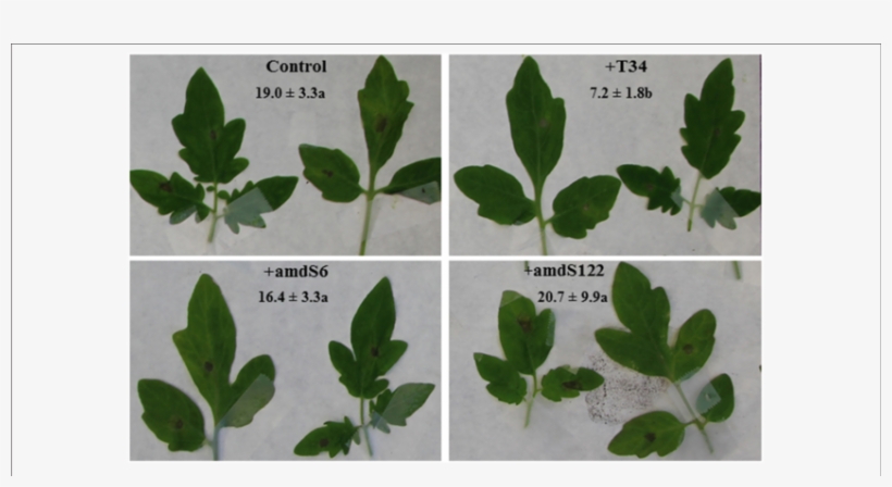 Necrotic Lesions Observed In Tomato Leaves From T - Infection, transparent png #5859482