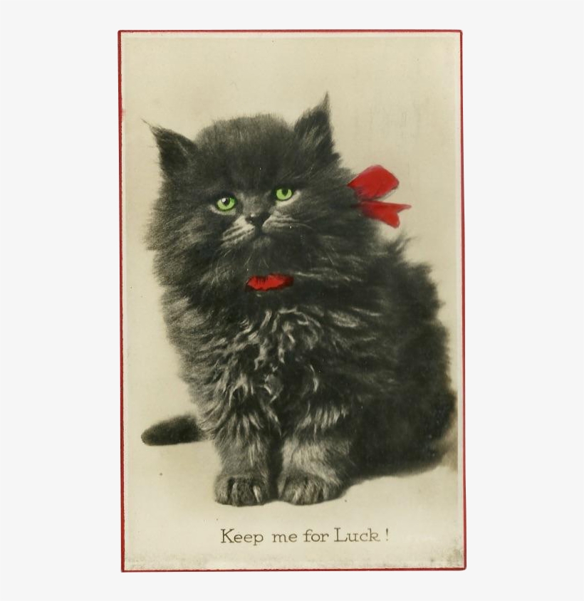 Real Photograph Gel Postcard Of Black Kitten For Luck - Domestic Long-haired Cat, transparent png #5863134