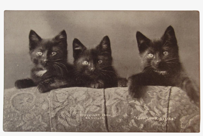 C1900 Coontown Babies Black Cats Postcard By Bullard - Cat, transparent png #5863195