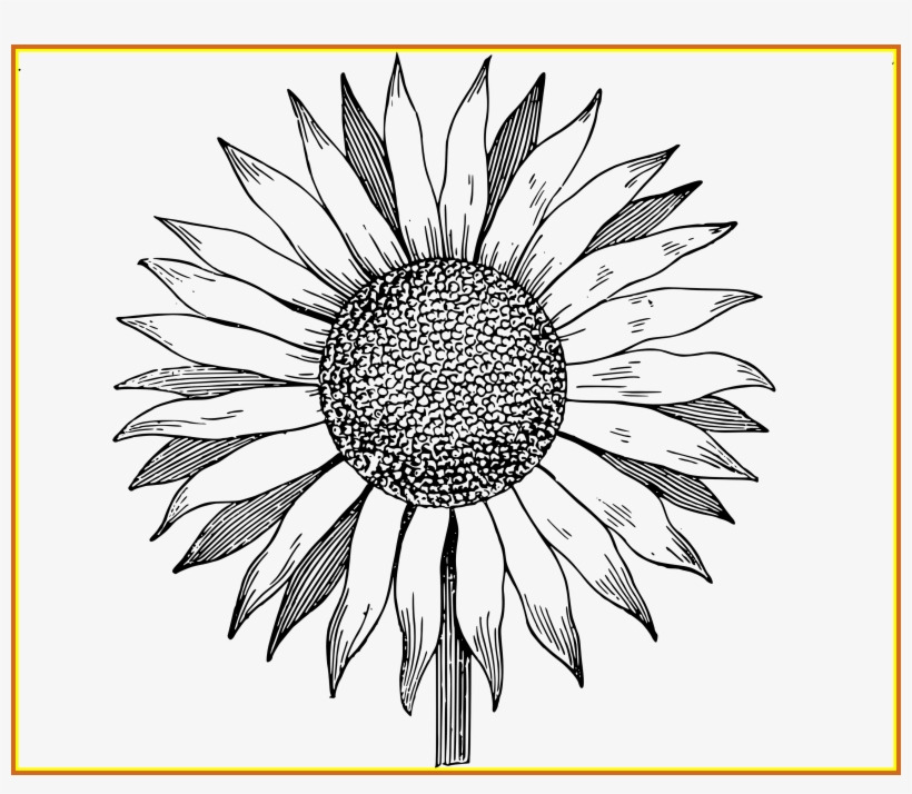 Vector Stock Huge Freebie Download For - Black And White Sunflower Clipart Png, transparent png #5864350