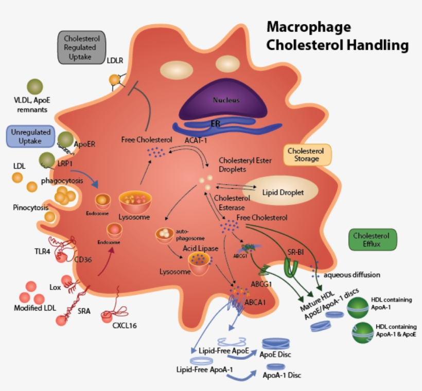 Macrophage Cholesterol Metabolism - Macrophage Lipid Metabolism, transparent png #5866572