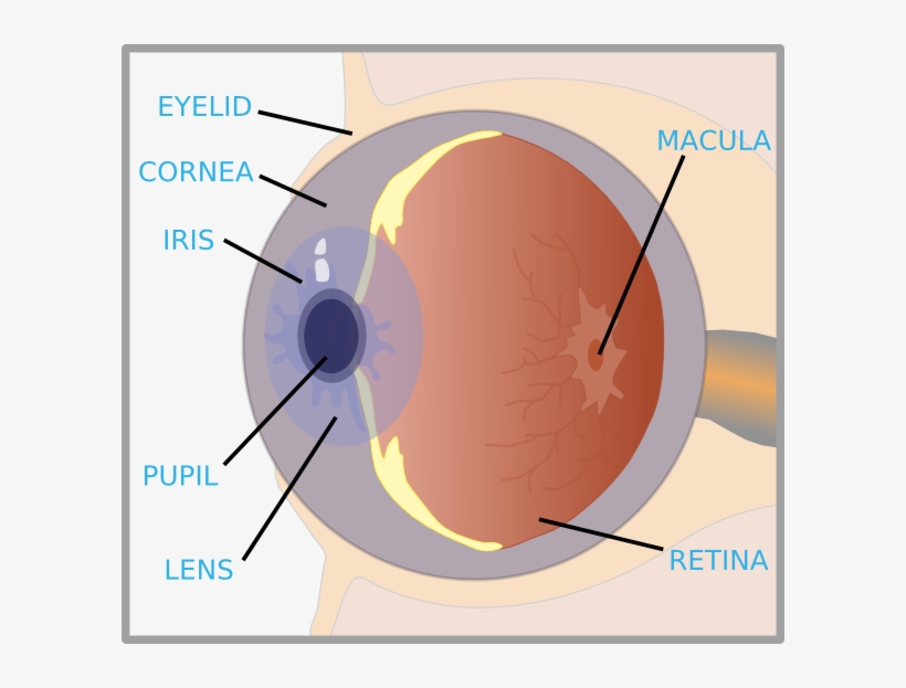 Small - Label Of An Eye, transparent png #5867158