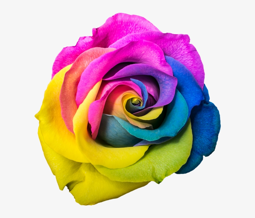 Rose, transparent png #5867904