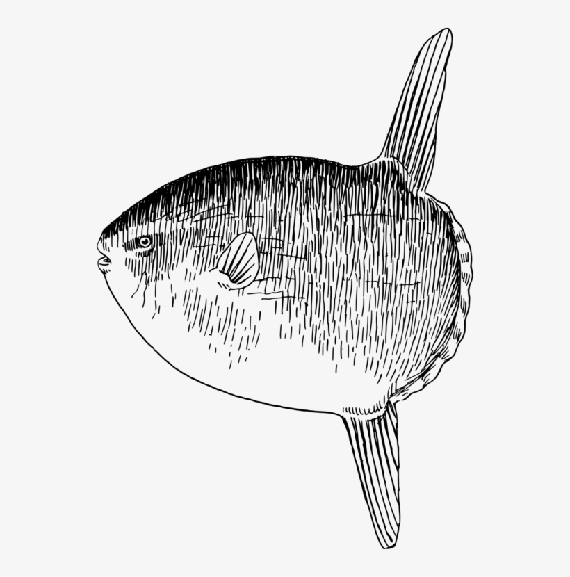 Sardine Marine Biology Fauna Marine Mammal Requiem - Sunfish Clipart, transparent png #5868196