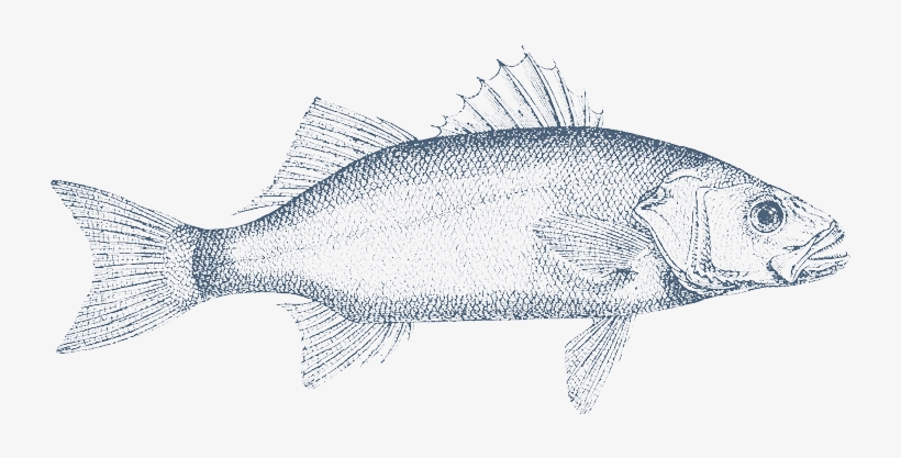 Clipart Royalty Free Download Barracuda Drawing Sardine - Carp, transparent png #5869242