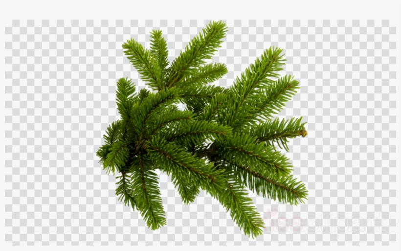 Christmas Tree Branch Png Clipart Christmas Tree Fir - Christmas Tree Branch Png, transparent png #5869362