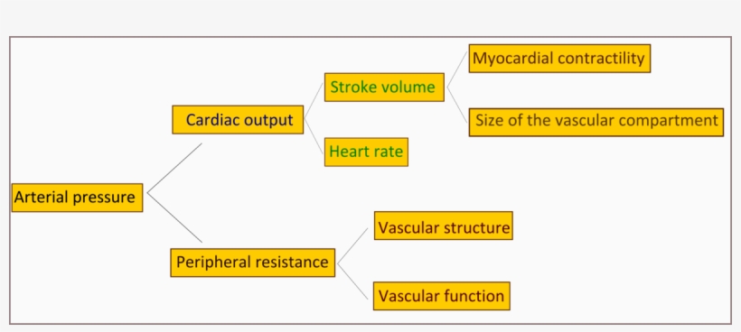 Determinants Of Arterial Pressure, transparent png #5869872