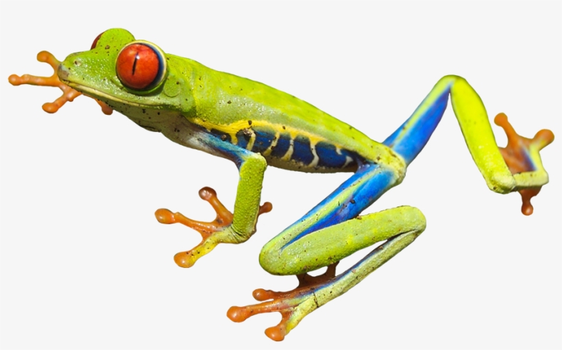 Red-eyed Tree Frog Mug, transparent png #5873686