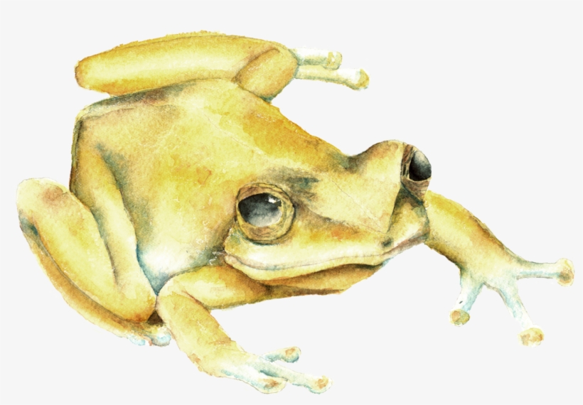 Amphibians Drawing Coqui Frog Image Free Stock - Transparent Puerto Rican Coqui, transparent png #5874043