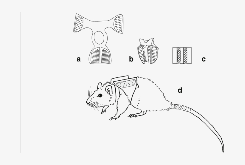 Placement Of The Additional Load In The Backpack - Lateral Dorsal Axillary Line Mice, transparent png #5874153