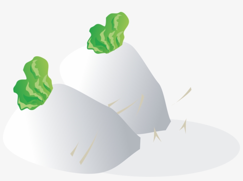 Daikon Vegetable Food Radishes - Vegetable Vector, transparent png #5875158