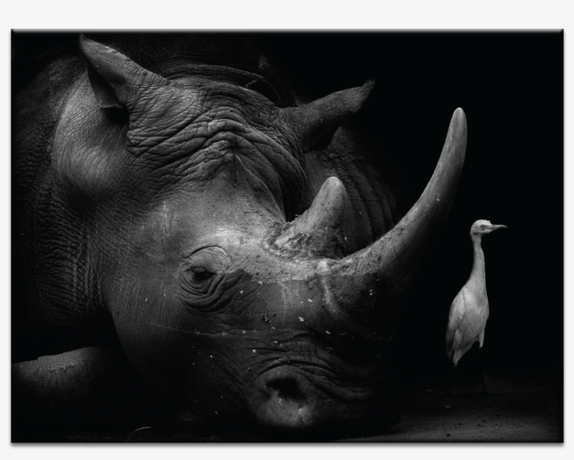 The Bodyguard - Leinwandbild Der Bodyguard Photographers Lane, transparent png #5876691