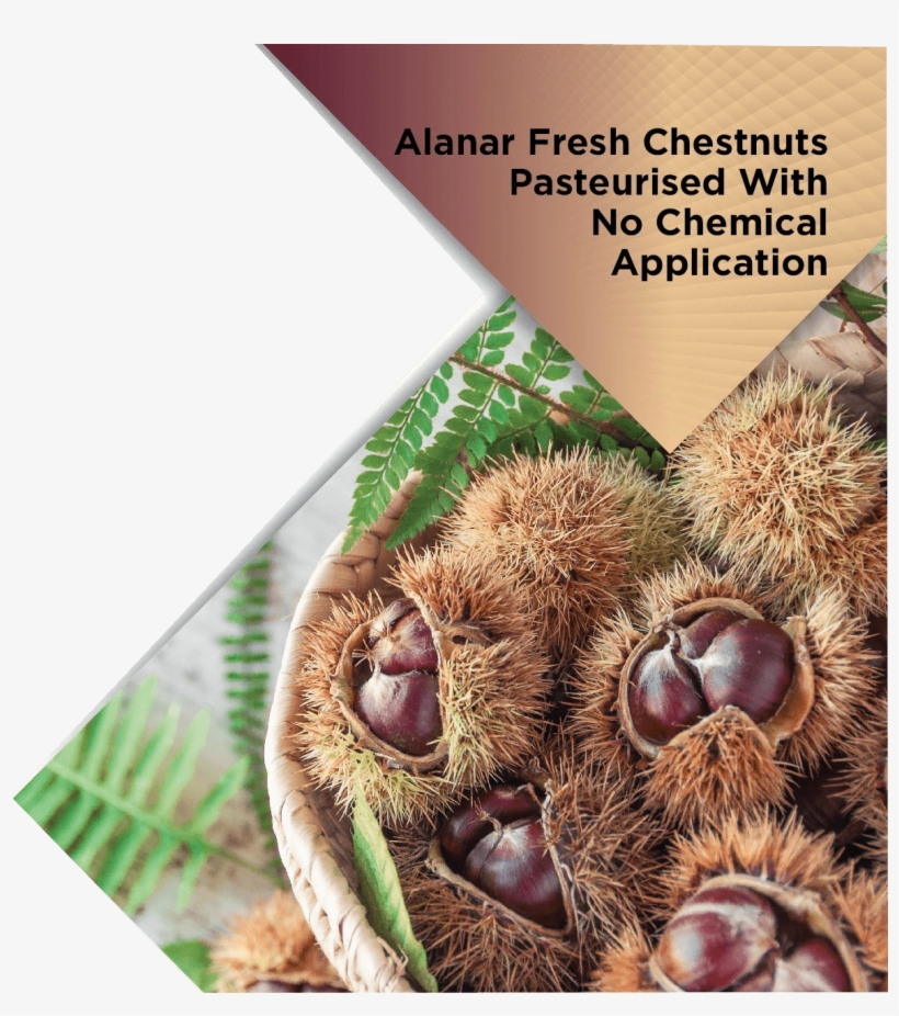 Alanar Fresh Chestnuts - Chestnut, transparent png #5877006