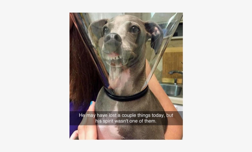 25 Hilarious Snapchats Anyone Who Loves Animals Must, transparent png #5878324