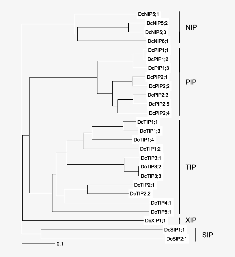 Phylogenetic Analysis Of Aqps In Carnations - Diagram, transparent png #5881948