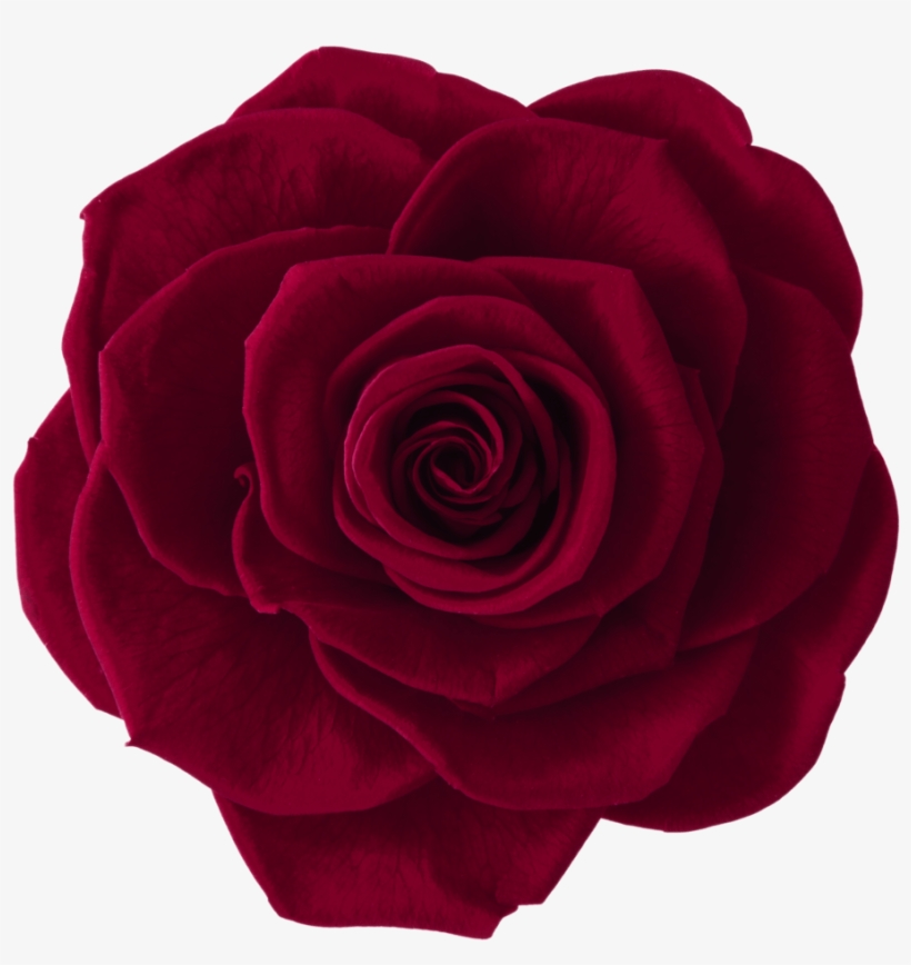 Rosas Rojo Vino Png, transparent png #5882043