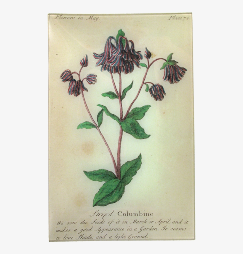 Plate, transparent png #5882094