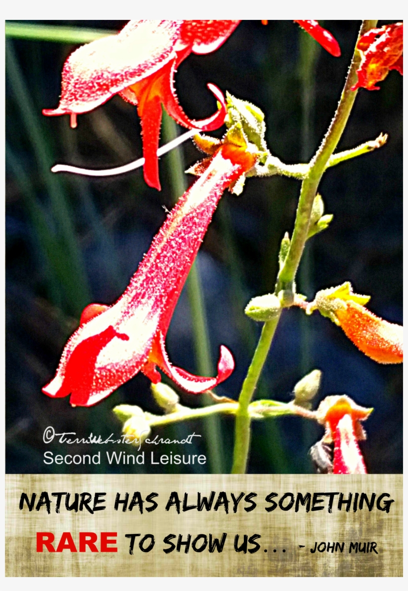 Columbine Flower Found At Alpine Altitudes - Columbine, transparent png #5882480