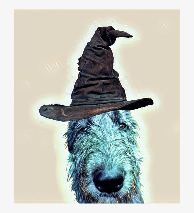 There's A Harry Potter Dog On My Couch - Sombrero De Harry Potter, transparent png #5887818