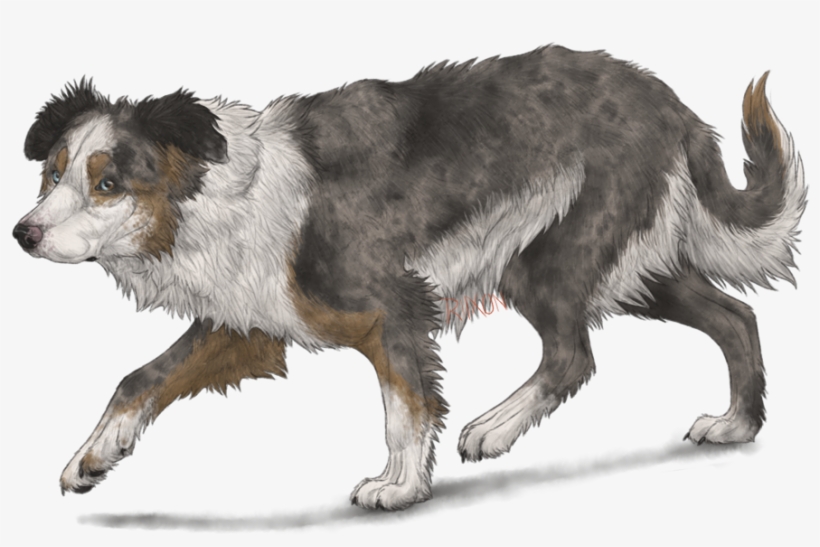 Border Collie By Riixon-d5uncwv - Anime Brown Border Collie, transparent png #5888224