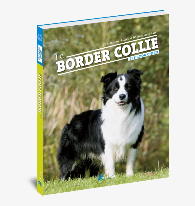 Border-collie2 - Artémis - Le Border Collie, transparent png #5889112