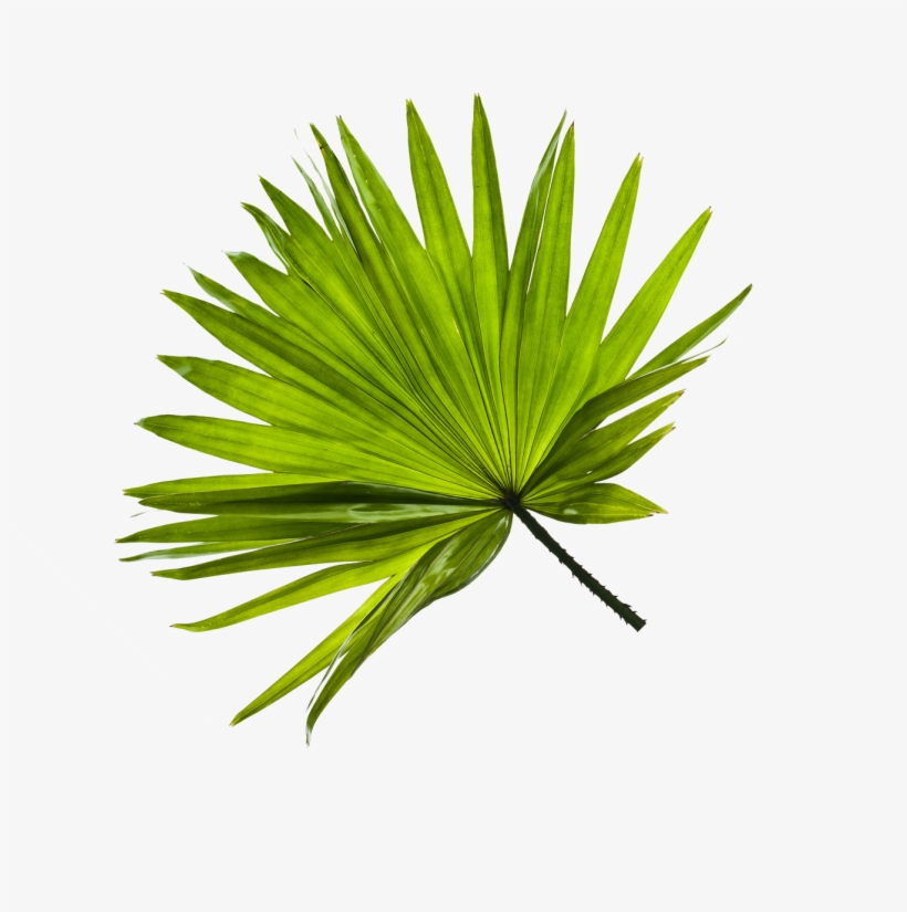 Only Vacation Resort Where The Wizarding World Of Harry - Grass, transparent png #5889262