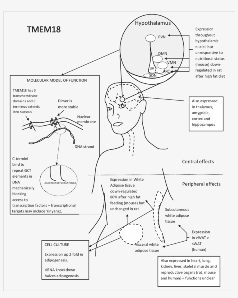 Diagram Summarising The Effects Of Tmem18 In Relation, transparent png #5891302
