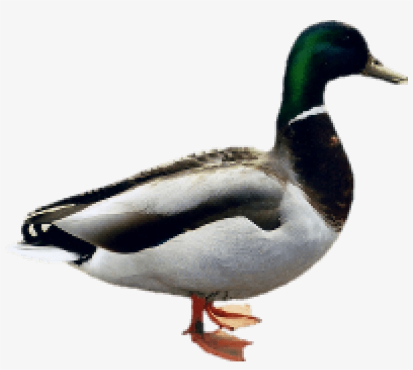 Free Png Images - Indian Duck Png, transparent png #5891373