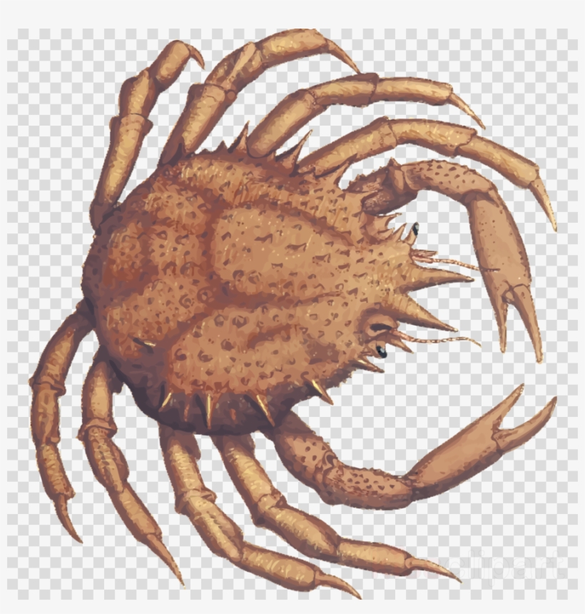 Crab Clipart Dungeness Crab King Crab - Hoffman Lake Mesh Cap, transparent png #5893089