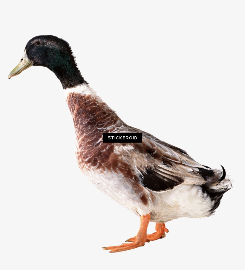 Duck Animals - Zwierzęta Poznajemy Świat Zabawa Z Naklejkami Arti, transparent png #5893193