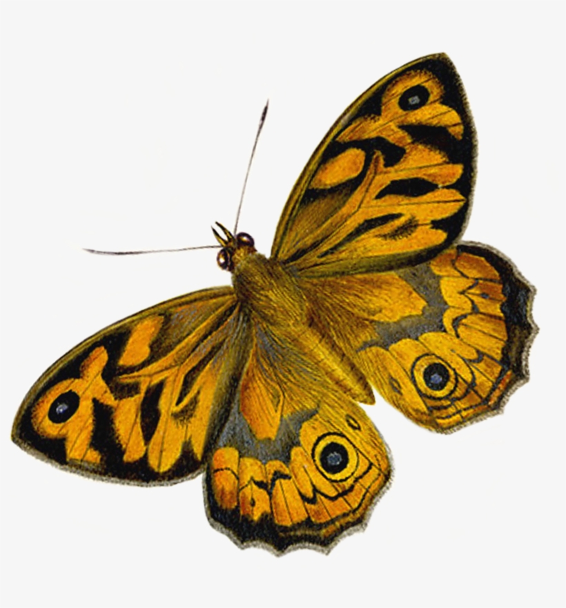 What Are The Differences Between Butterflies And Moths - Illustration, transparent png #5893662